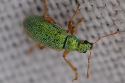 Réf. 343 485 : Polydrusus pterygomalis